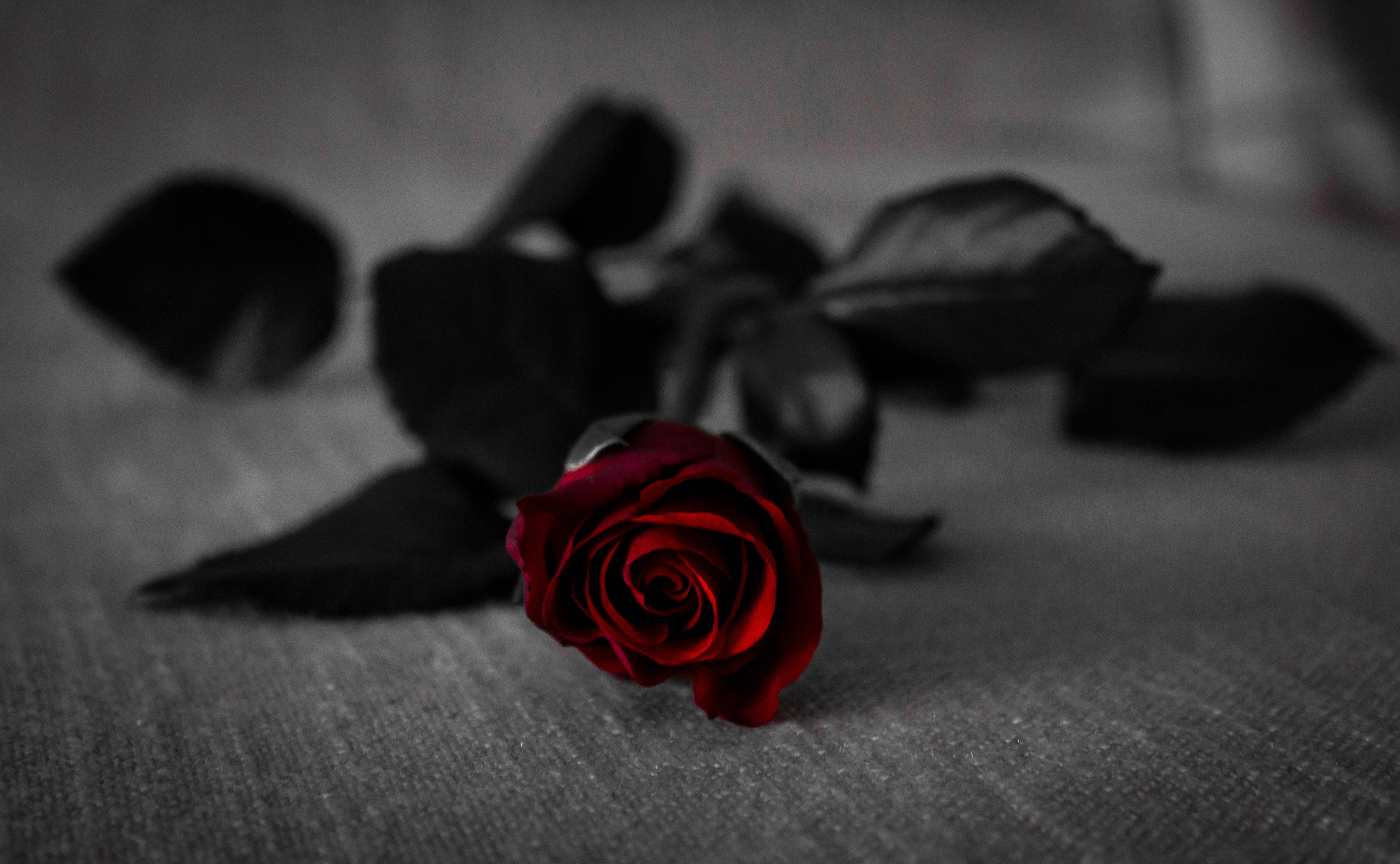 Frisk mørkerød rose Wallpapers