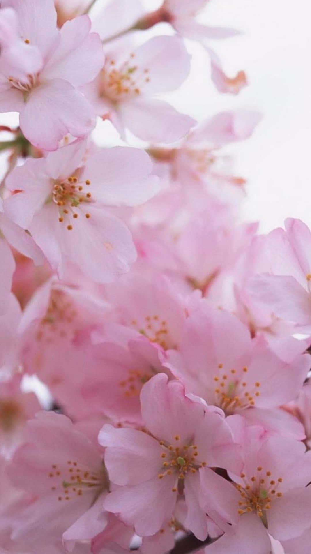 Friskhedens ånde: En livlig blomst, der spirer fra iPhonens glas. Wallpapers