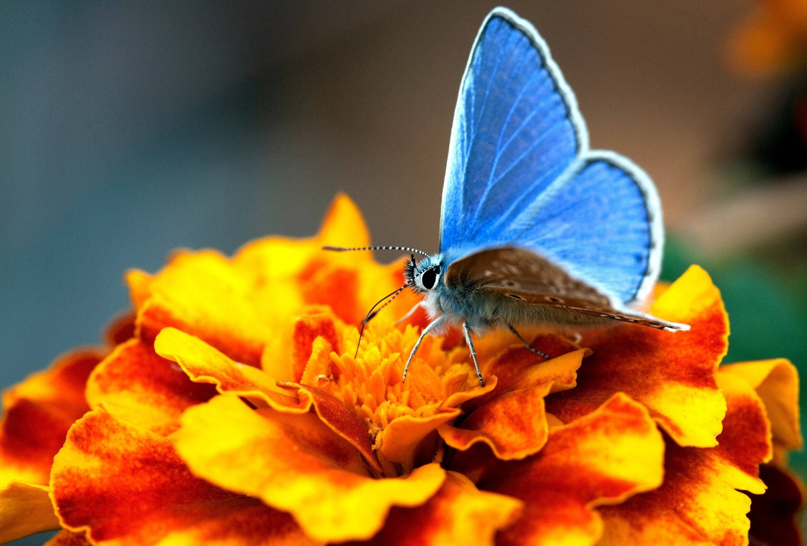 Frit flagrende – blå sommerfugl og orange blomst Wallpapers