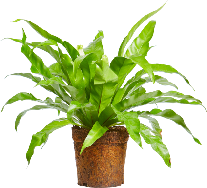Frodig grøn stueplante i potte.PNG Wallpapers
