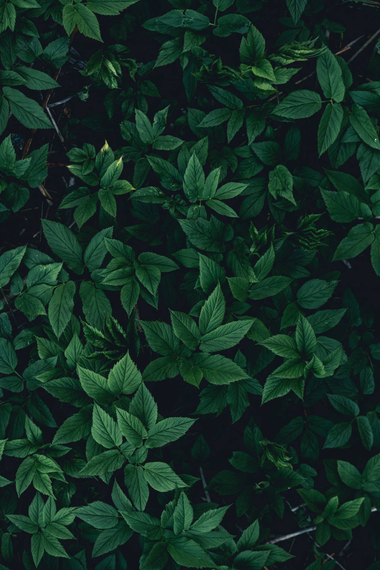 Frodige grønne planteblade iPhone Wallpapers