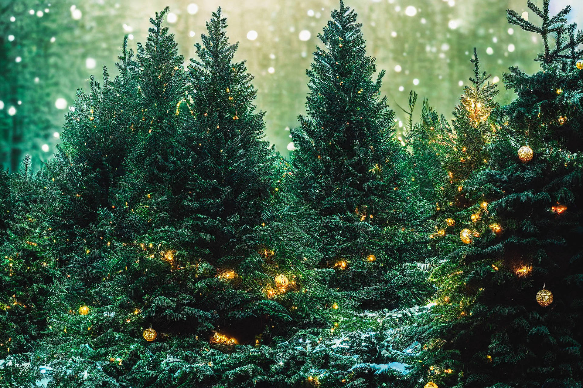 Frodige grønne træer i juleskov Wallpapers