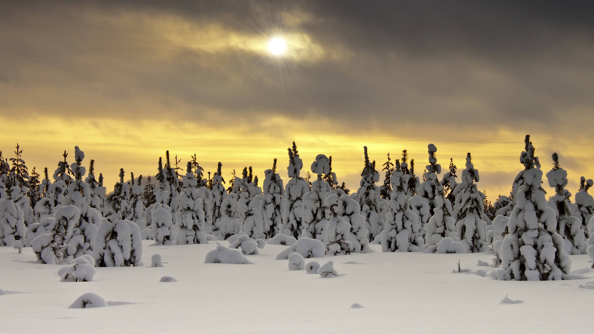 Frossen skovs vinteræstetik Wallpapers