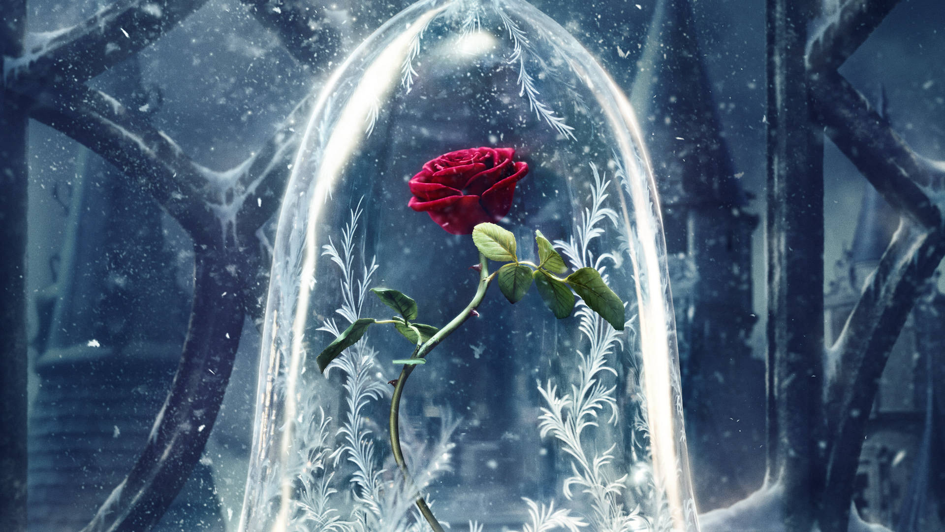 Frostet glaskuppel rose æstetik Wallpapers