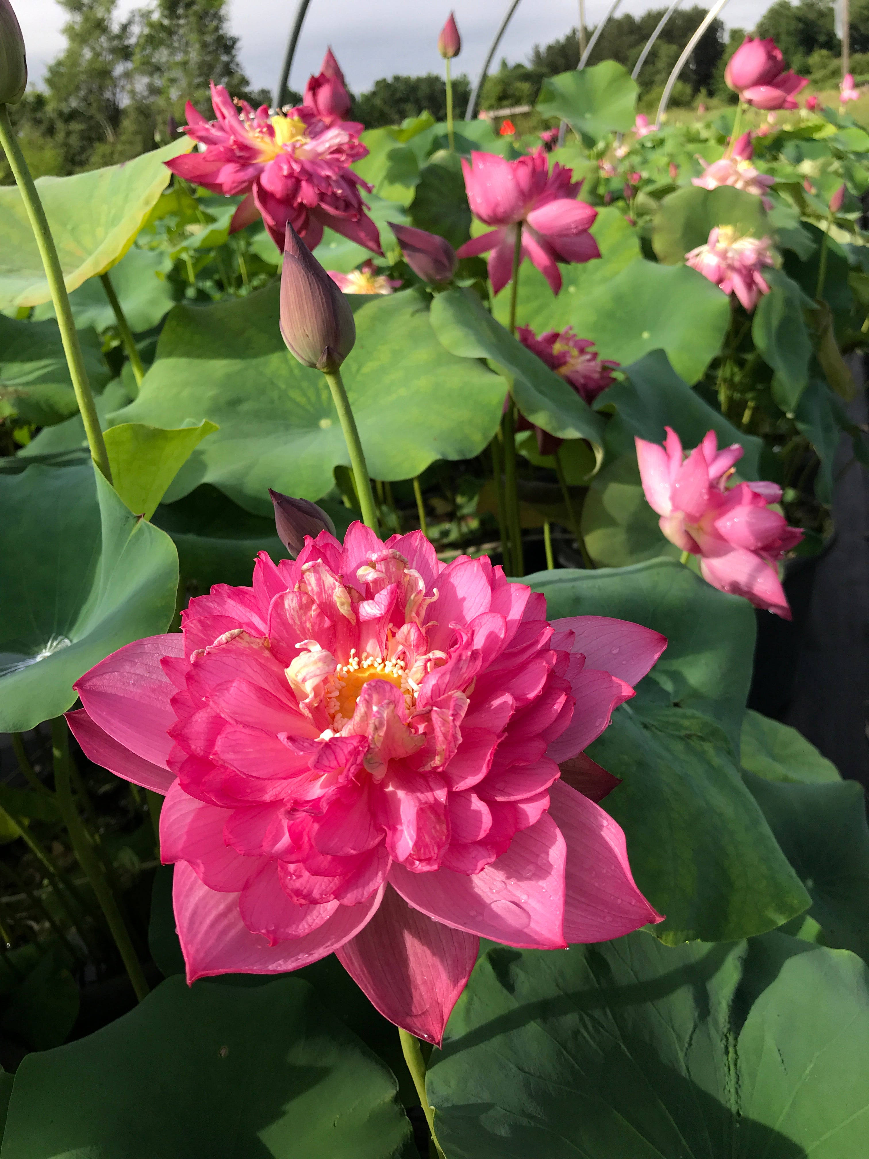 Fuchsia Lotusblomst Wallpapers