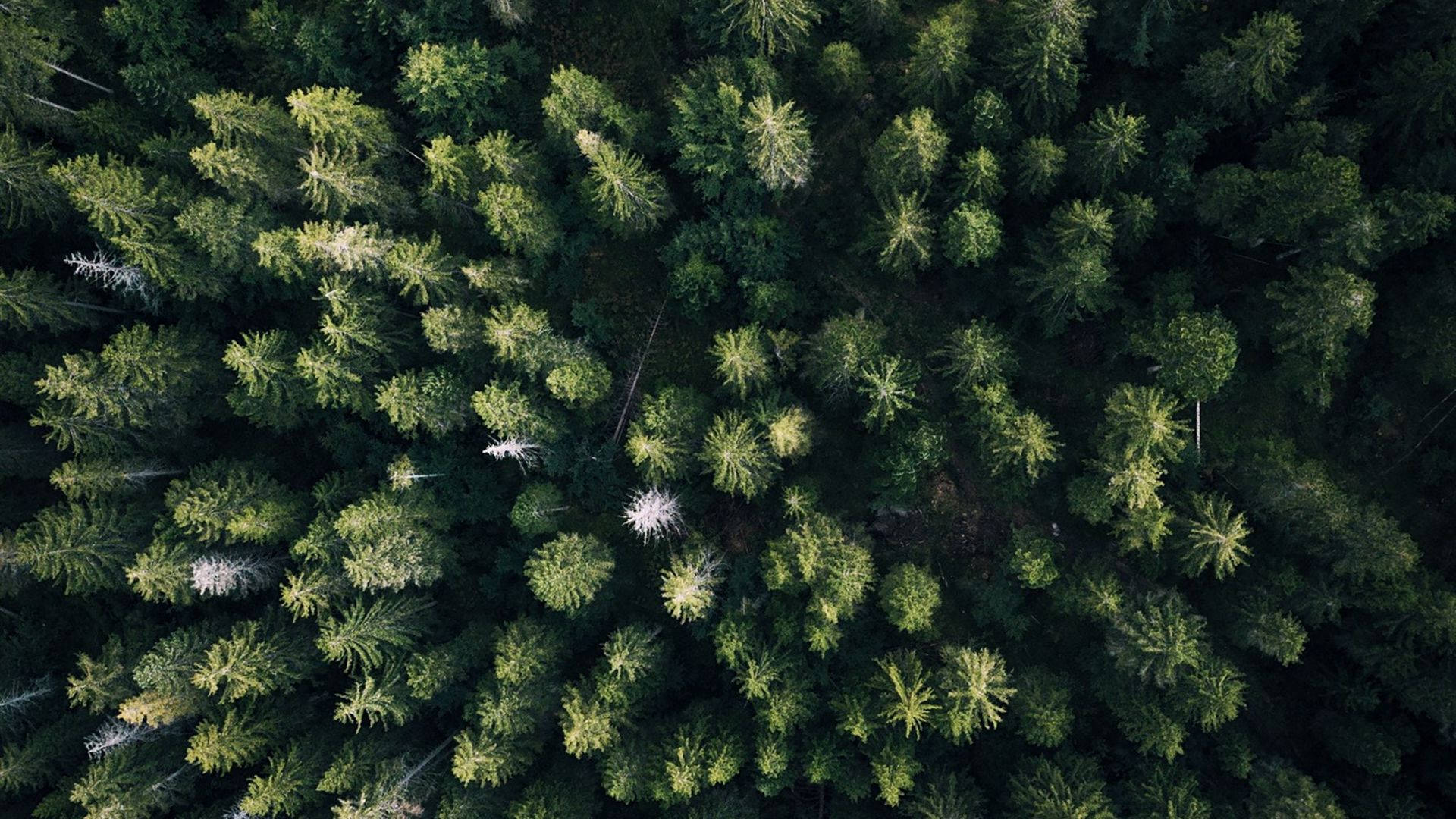 Fugleperspektiv af skov Wallpapers