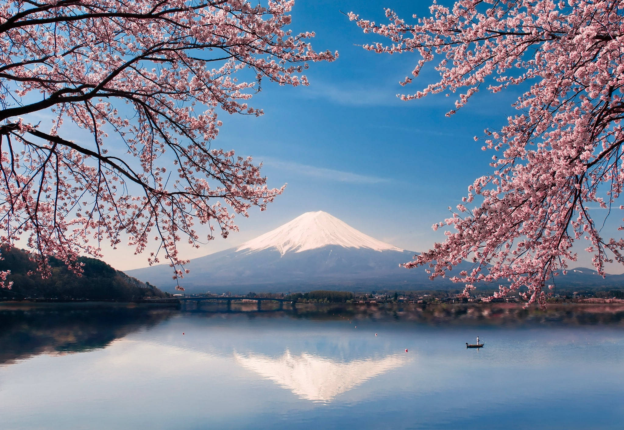 Fuji Kirsebærblomster Japan 4K Wallpapers