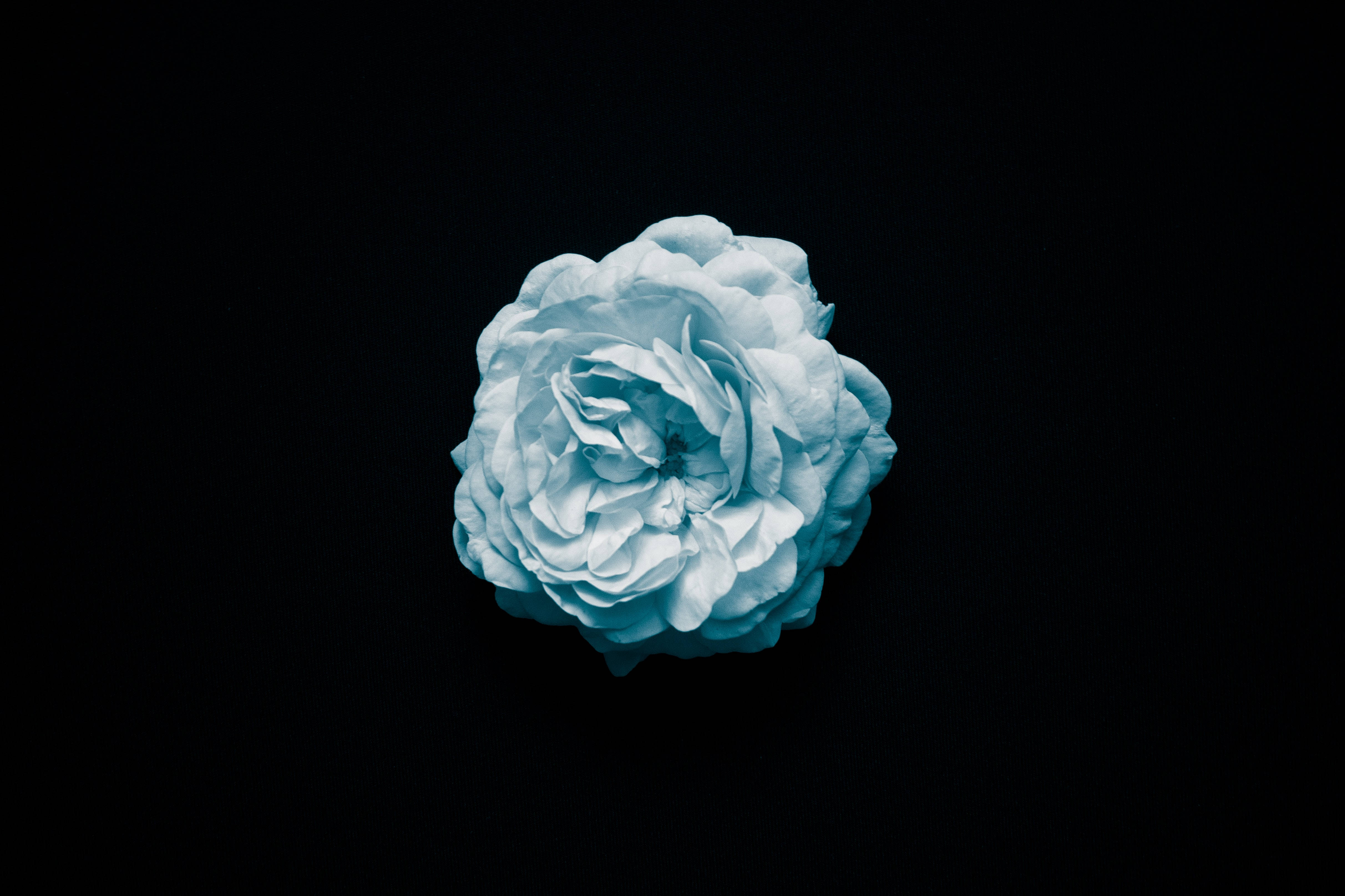 Fuld 4K desktop blå rose Wallpapers