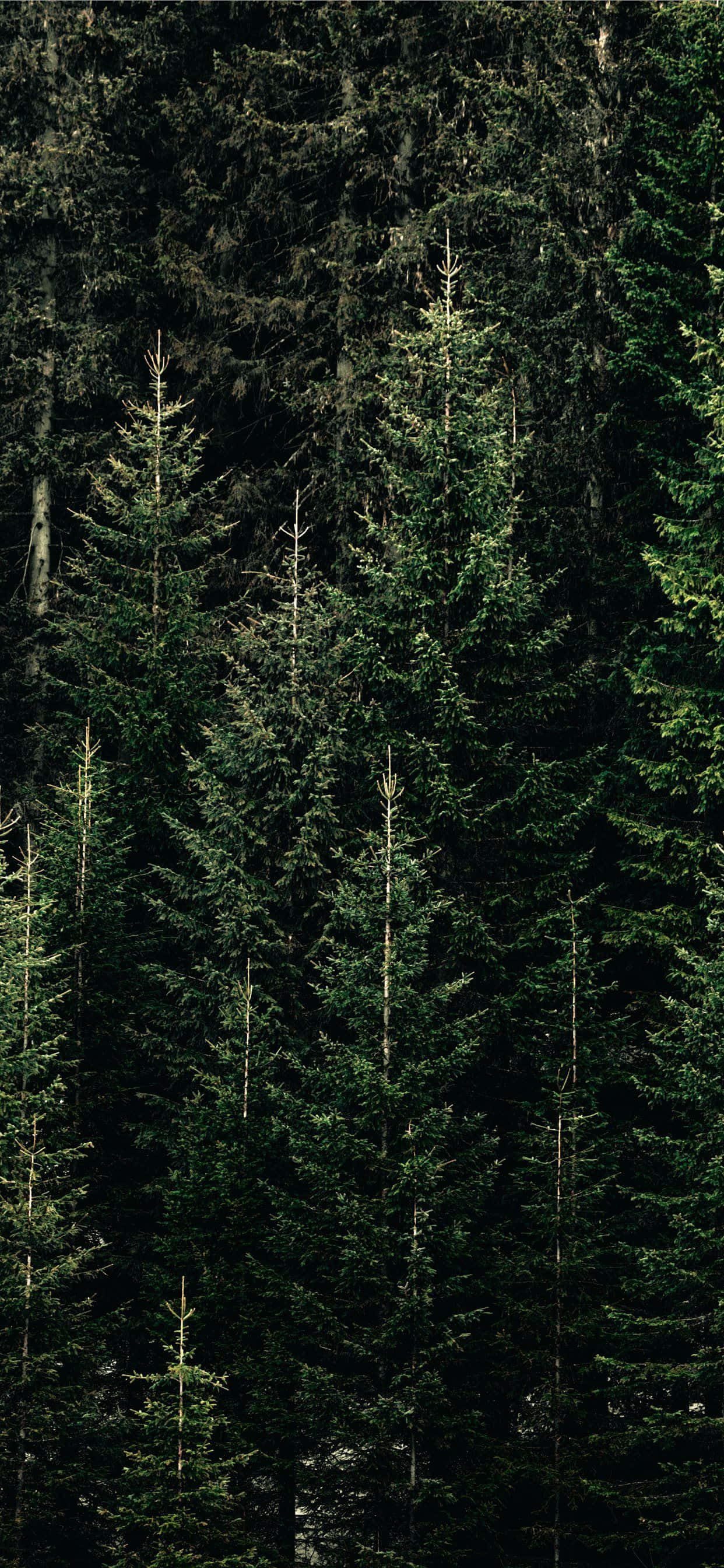 Fyrretræ Hvid Træ Baggrund Wallpapers