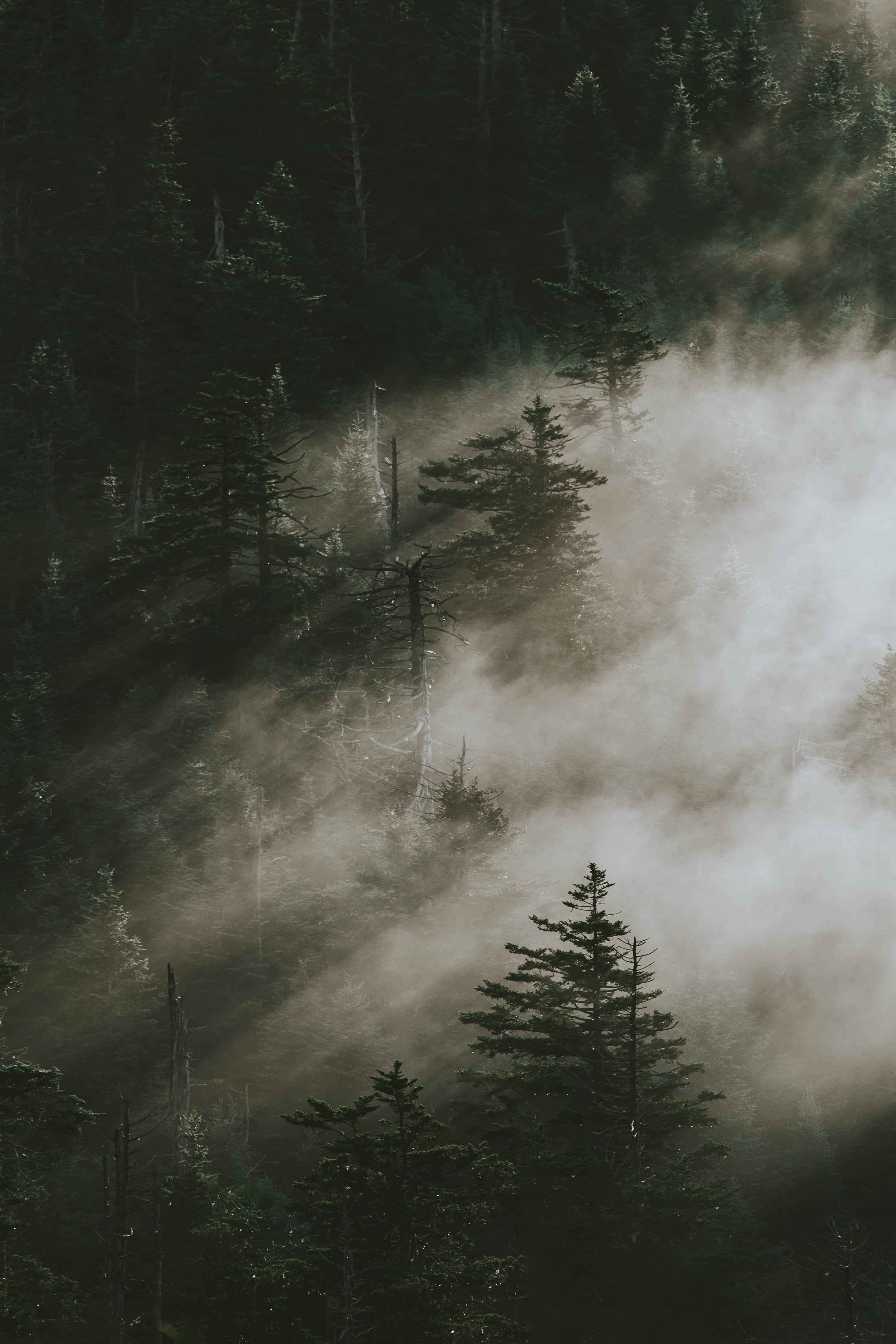 Fyrretræer i Smoky Mountains Wallpapers