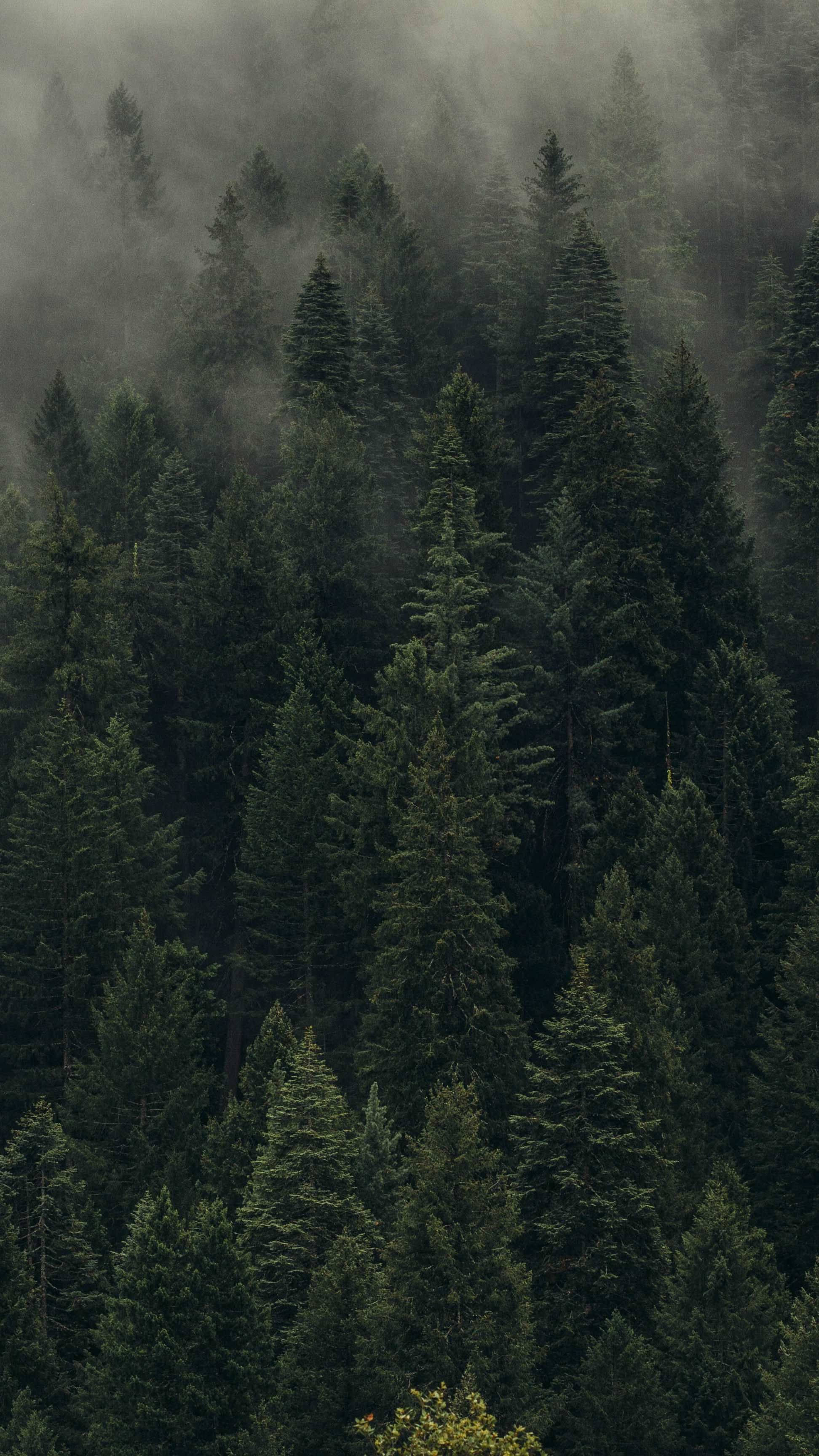 Fyrretræer Skovudsigt Wallpapers