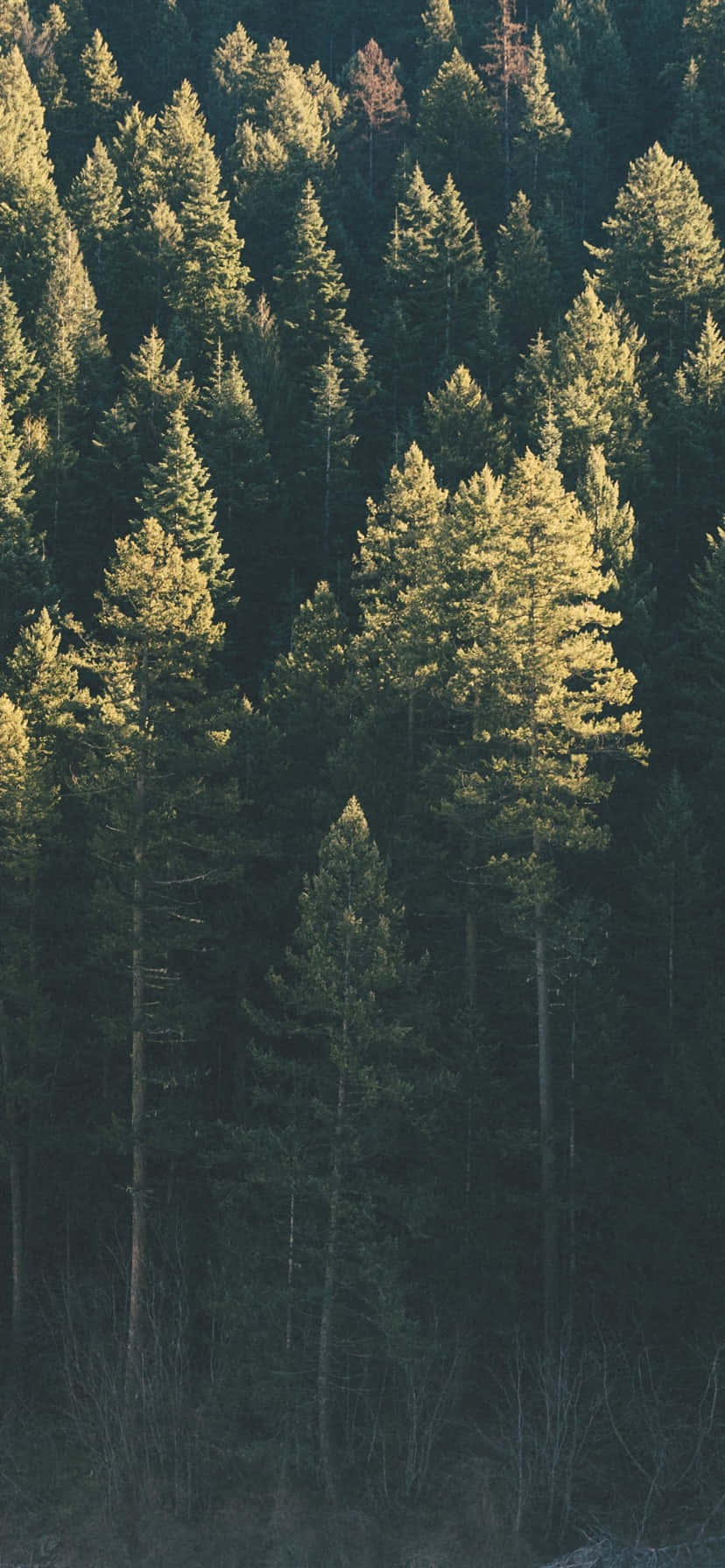 "Gå en fredelig tur i naturen med Trees iPhone" Wallpapers