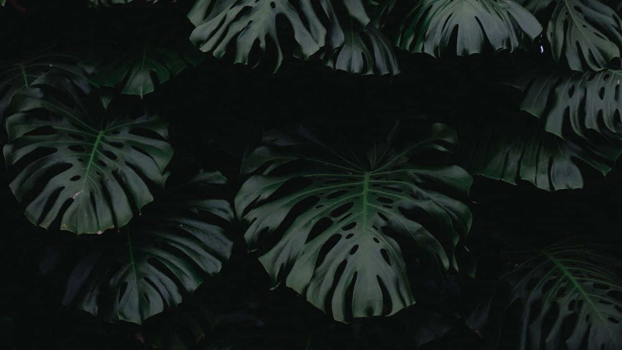 Gådefuld mørkegrøn æstetisk baggrund Wallpapers