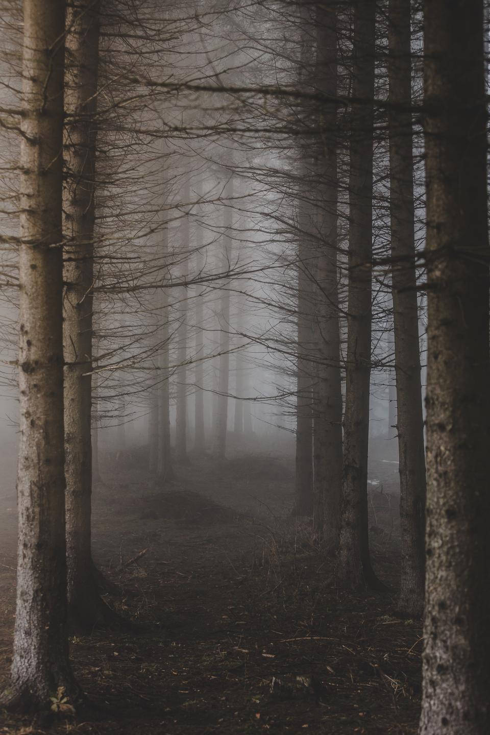 Gådefuld tågeskovslandskab Wallpapers