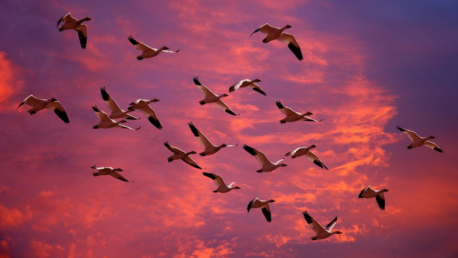 Gæs flyver over den lilla-lyserøde himmel Wallpapers