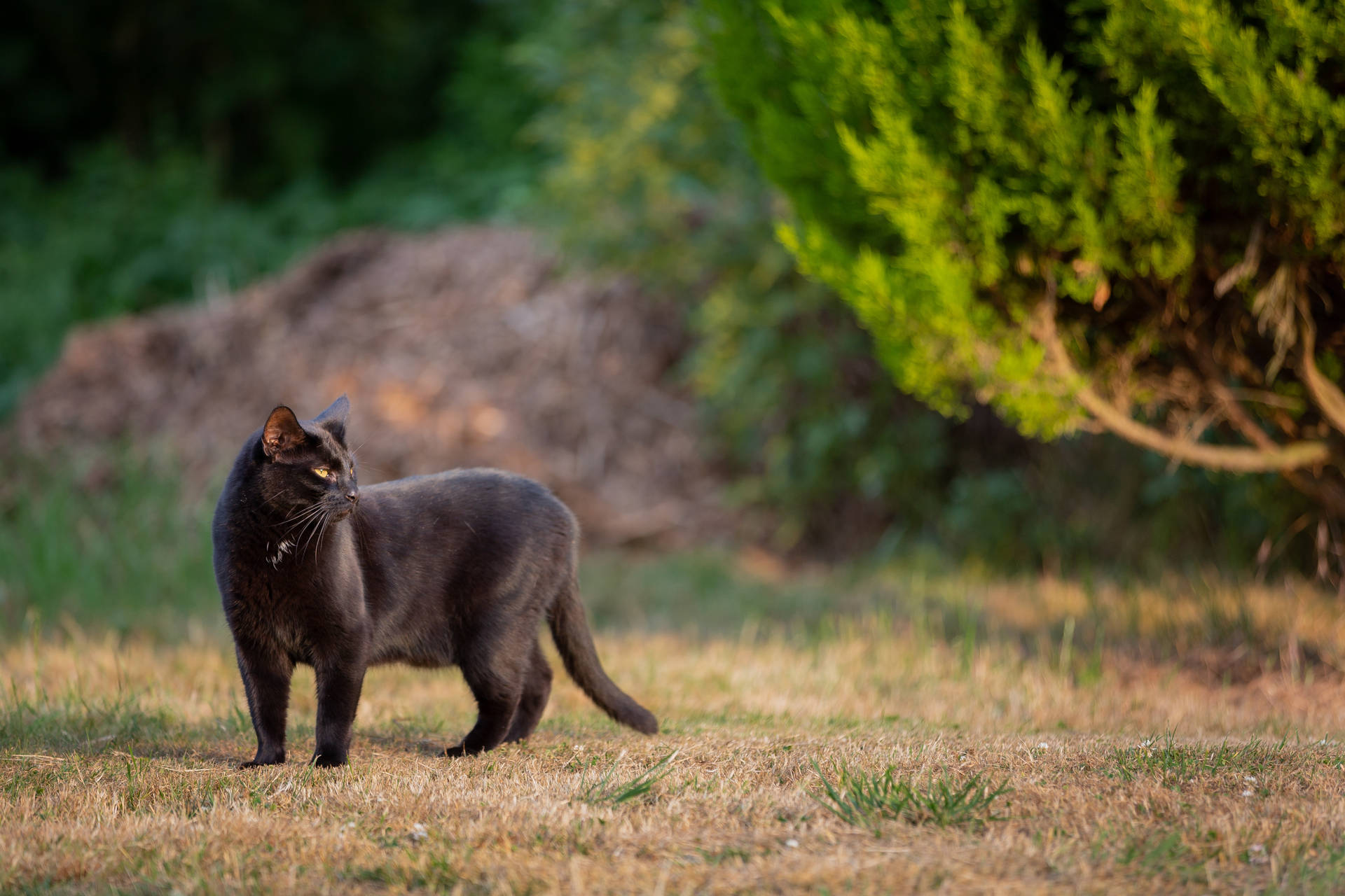 Gammel sort dyr kat tapet — Sort Wallpapers