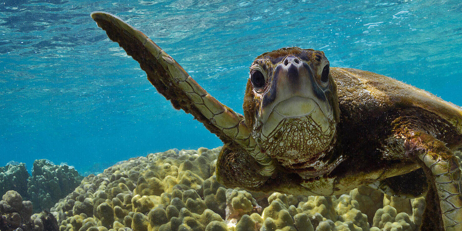 Gammel stor sød skildpadde Wallpapers
