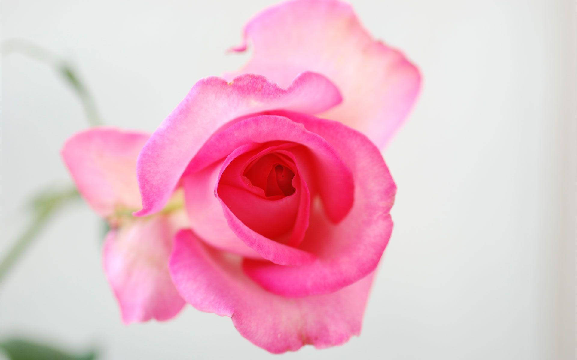 Gennemsigtig lyserød roseblomst Wallpapers