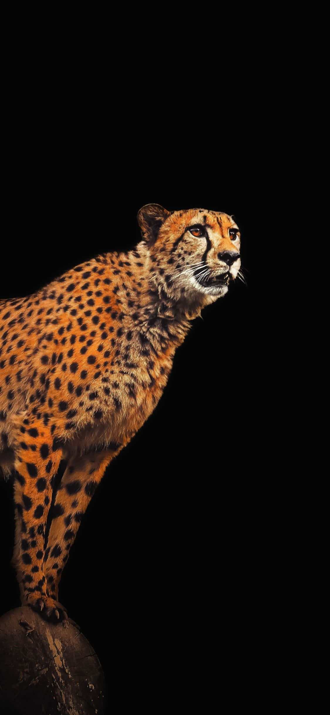 gepard på en klippe med en sort baggrund Wallpapers