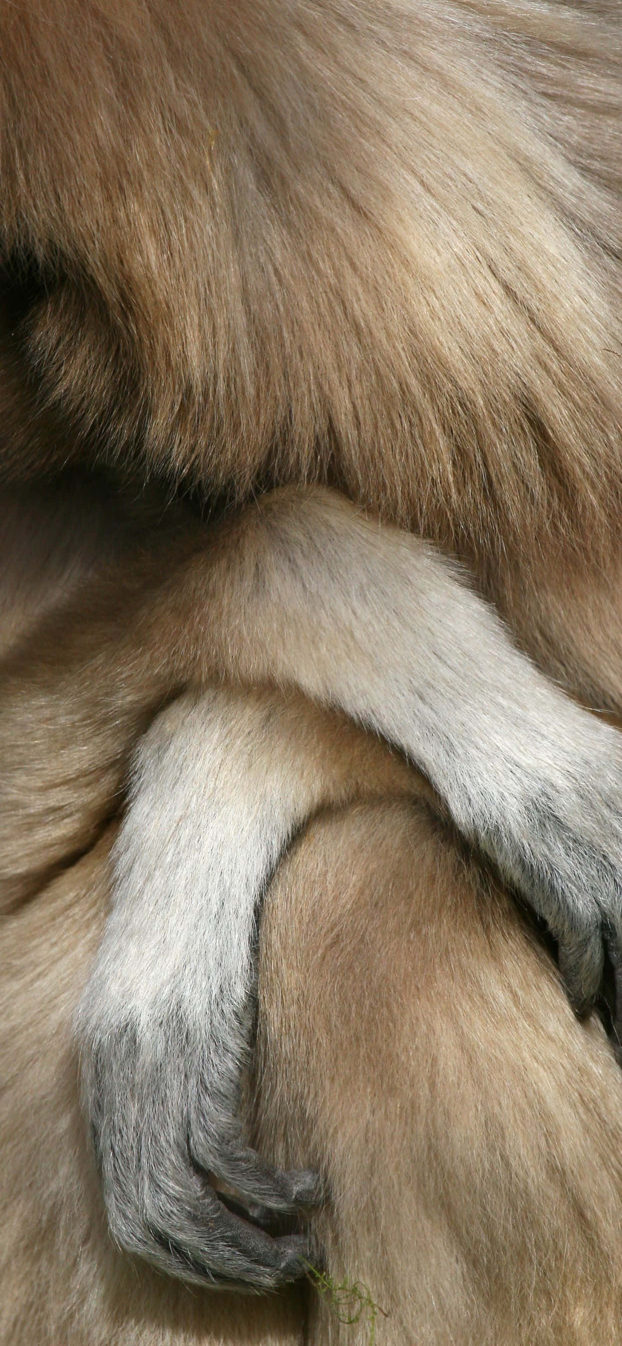 Gibbon Xs Max – Den Nyeste iPhone med Utrolige Funktioner Wallpapers