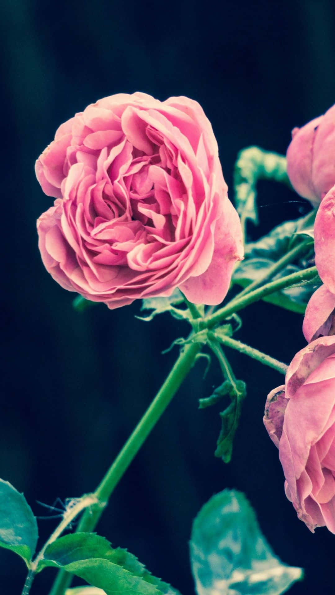 Giv din telefon et friskt og lyst look med dette blomster iPhone-baggrundsbillede Wallpapers