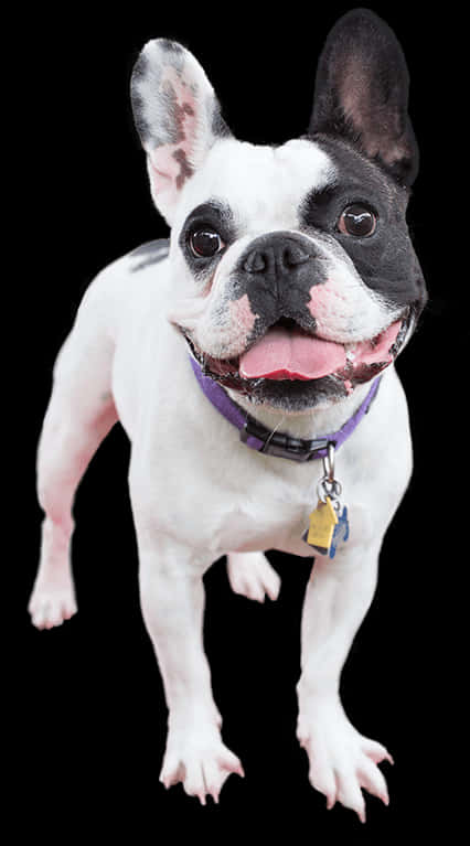 Glad Fransk Bulldog Stående Wallpapers
