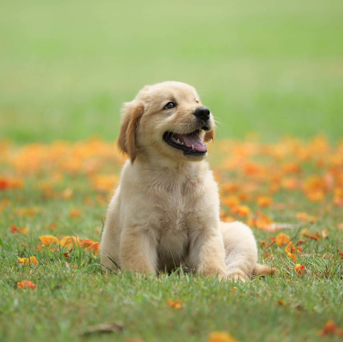 Glad Golden Retriever Hvalpebillede Wallpapers