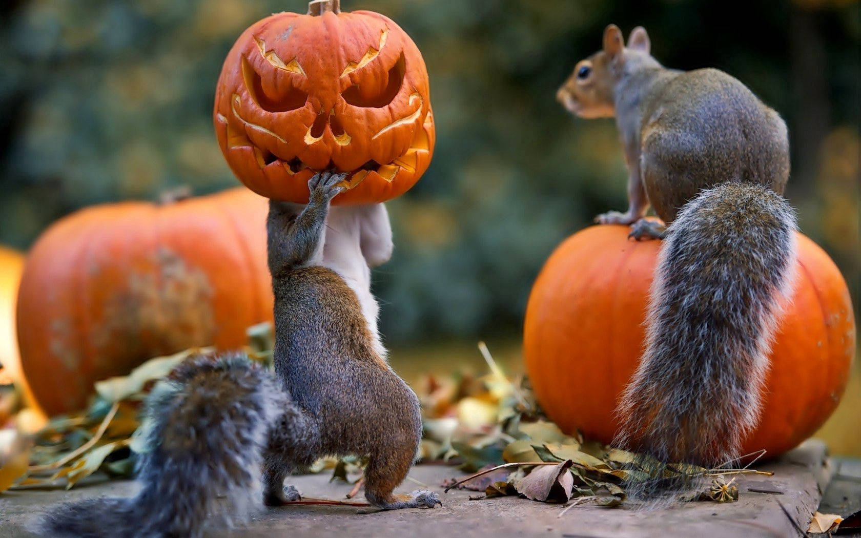 Glædelig Halloween fra disse to egern! Wallpapers