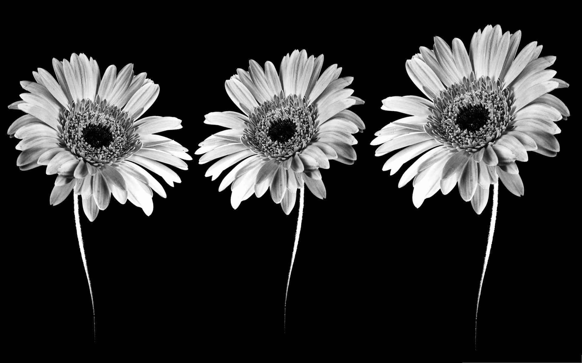 Glæden ved enkelhed Wallpapers