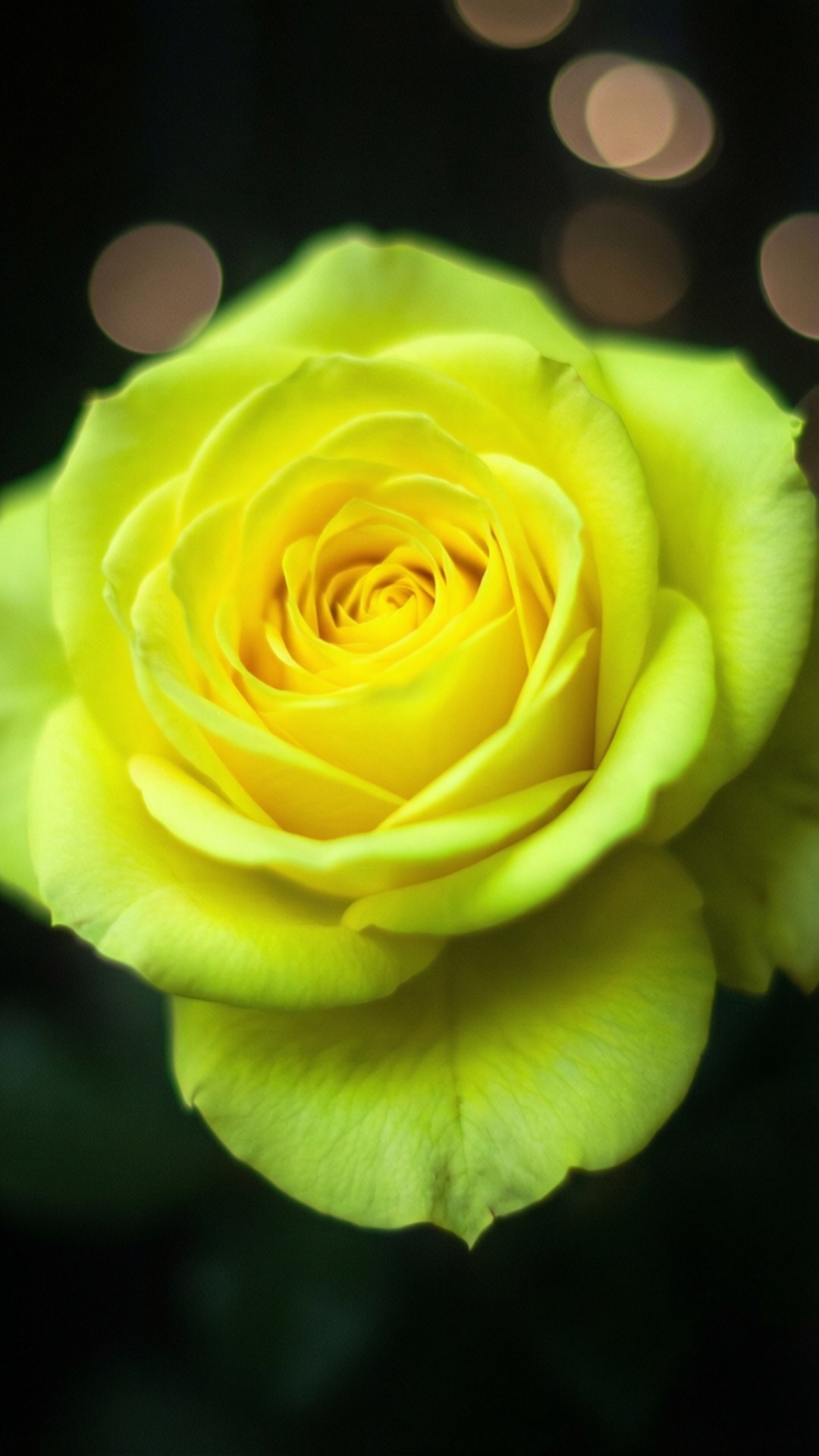 Glødende neongul rose Wallpapers