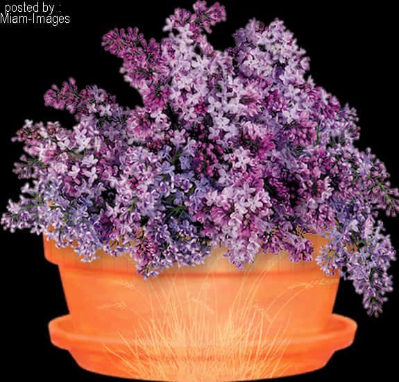 Glødende potte med lilla blomster Wallpapers