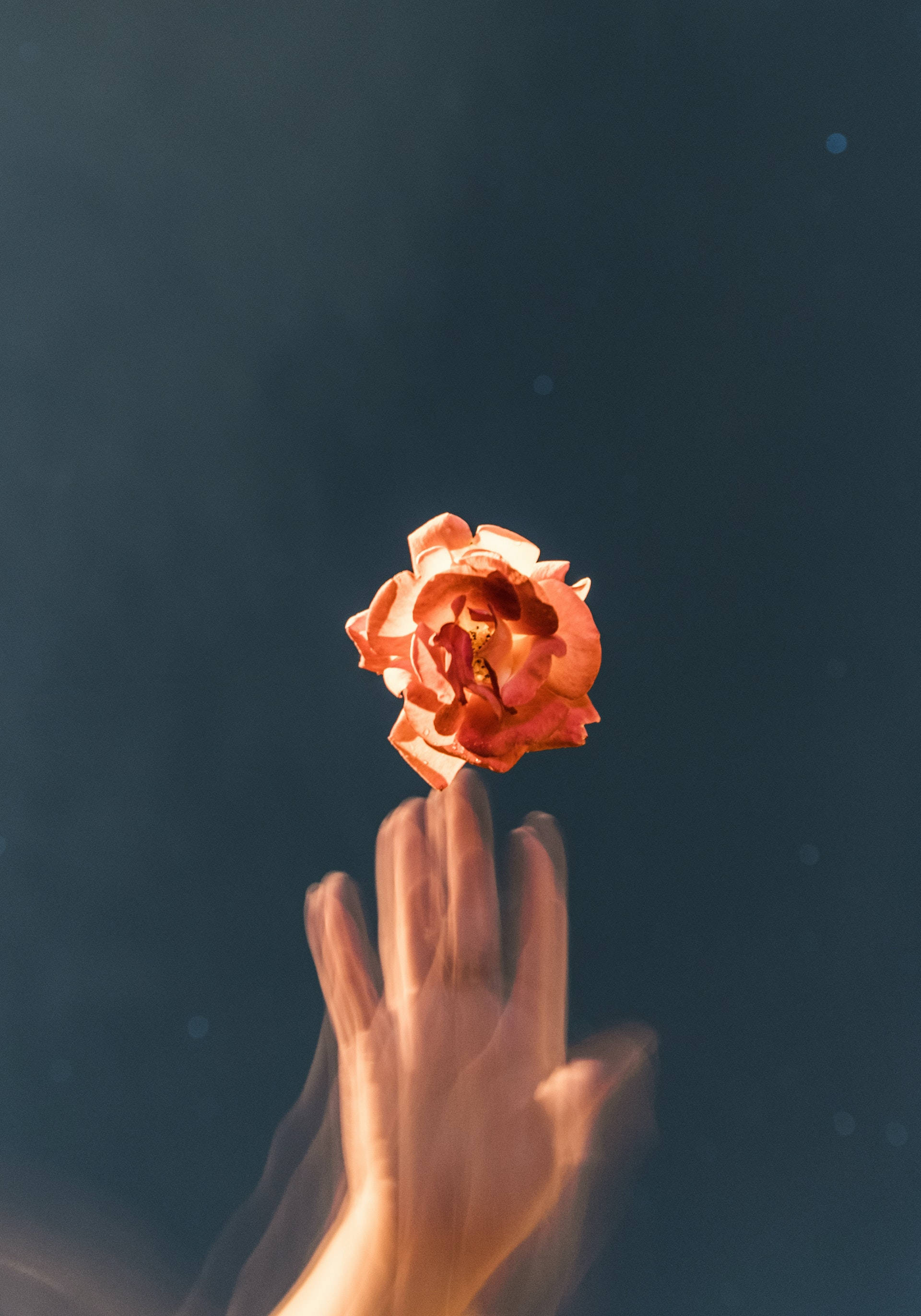 Glitch Orange Rose Æstetik Wallpapers