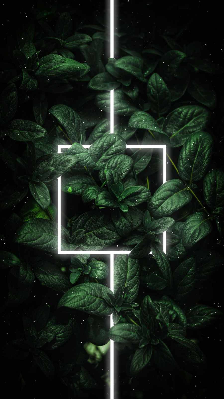 Glødende hvid linje på grønne blade iPhone Wallpapers