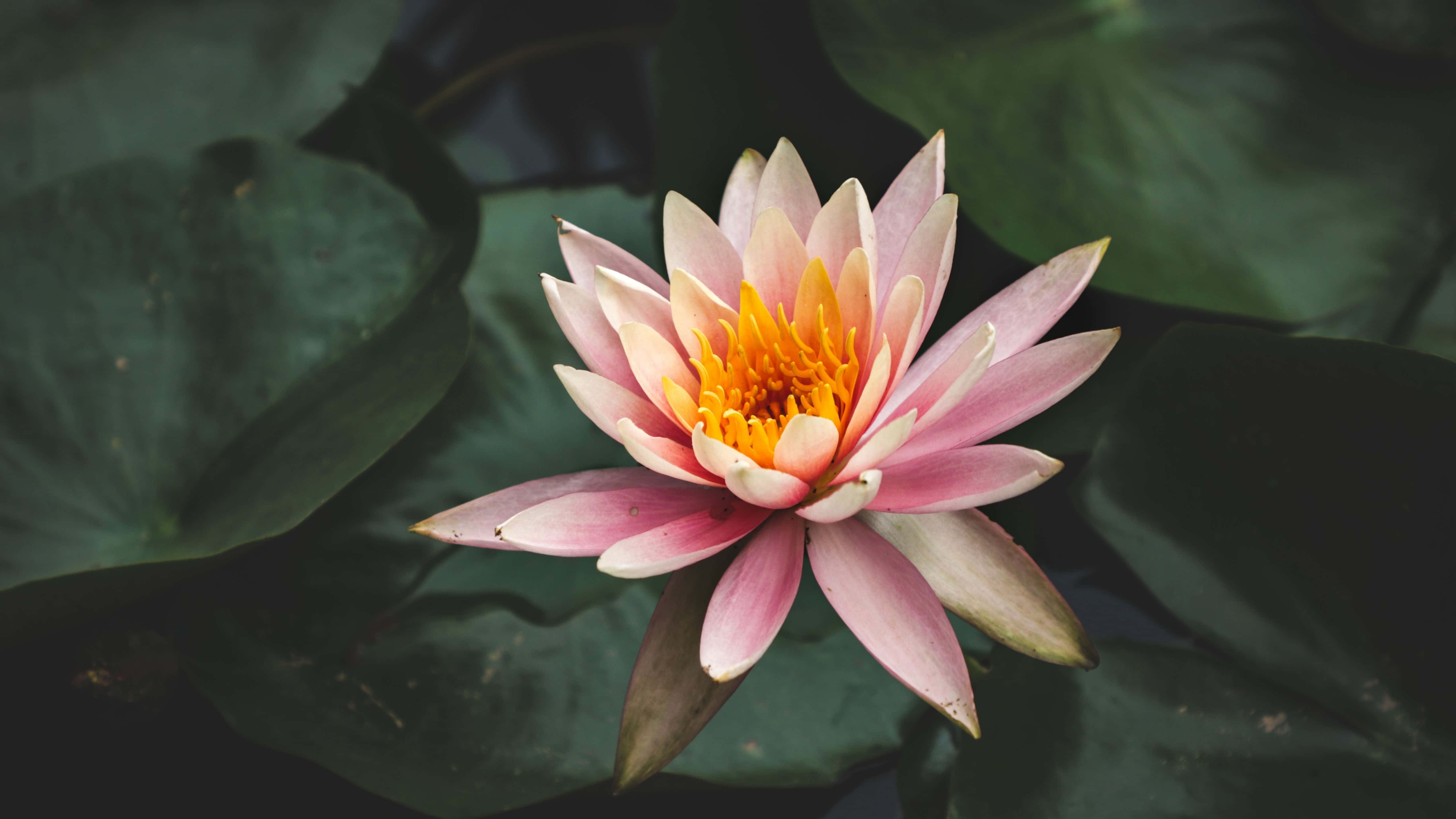 Gobsmackingly Smuk Naturscene Wallpapers