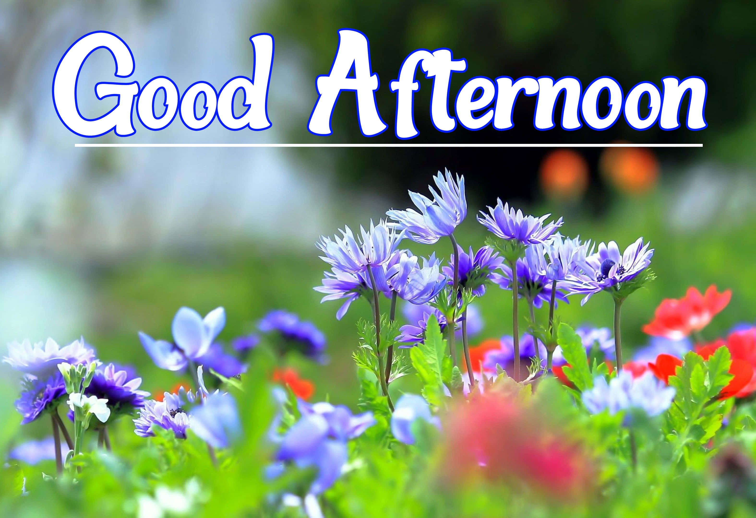 God eftermiddag forårsdag blomster billede Wallpapers