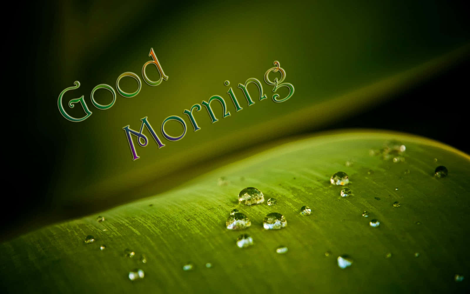 Godmorgen dugdråber på blad Wallpapers