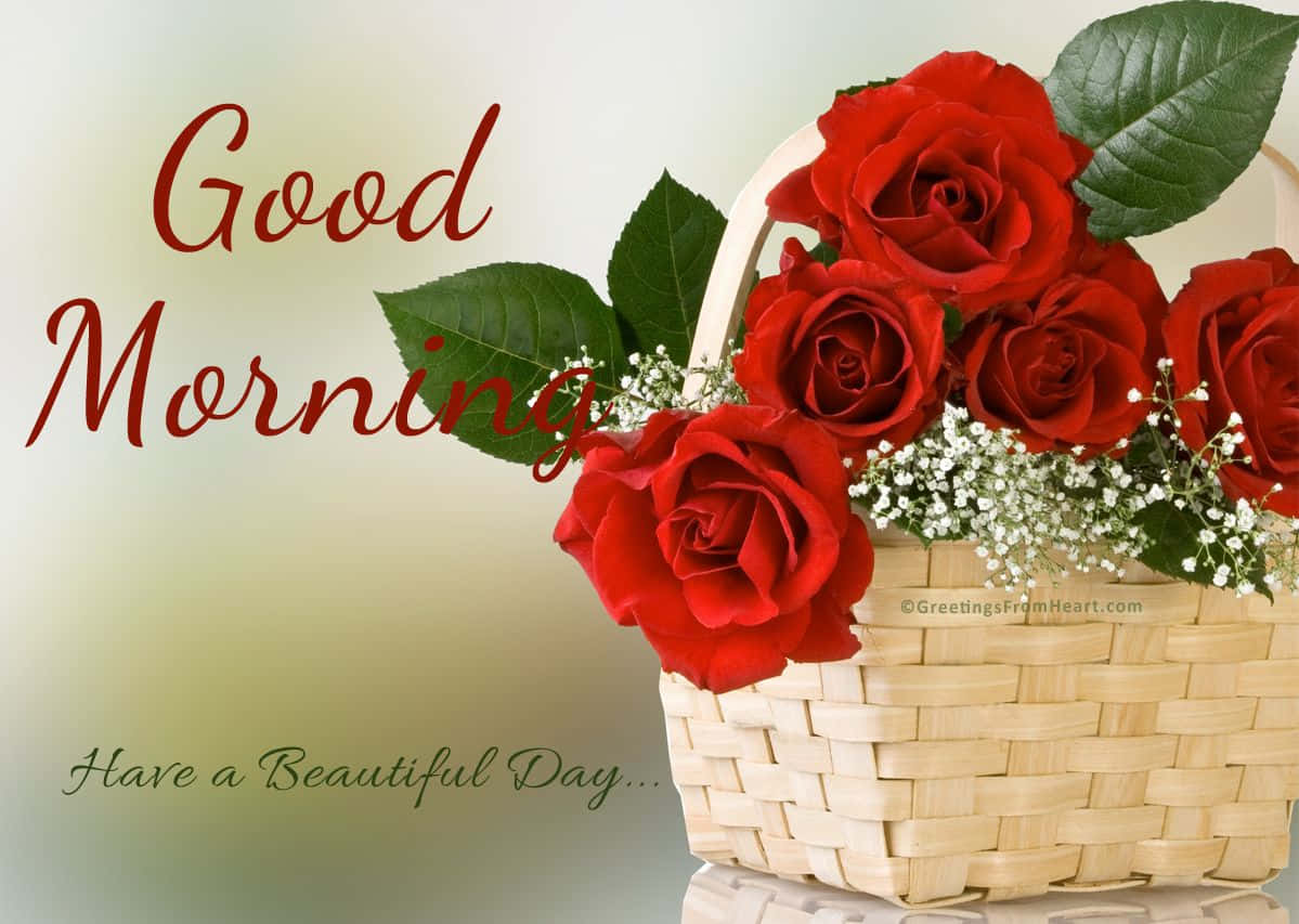 Godmorgen rød rose blomst billede Wallpapers