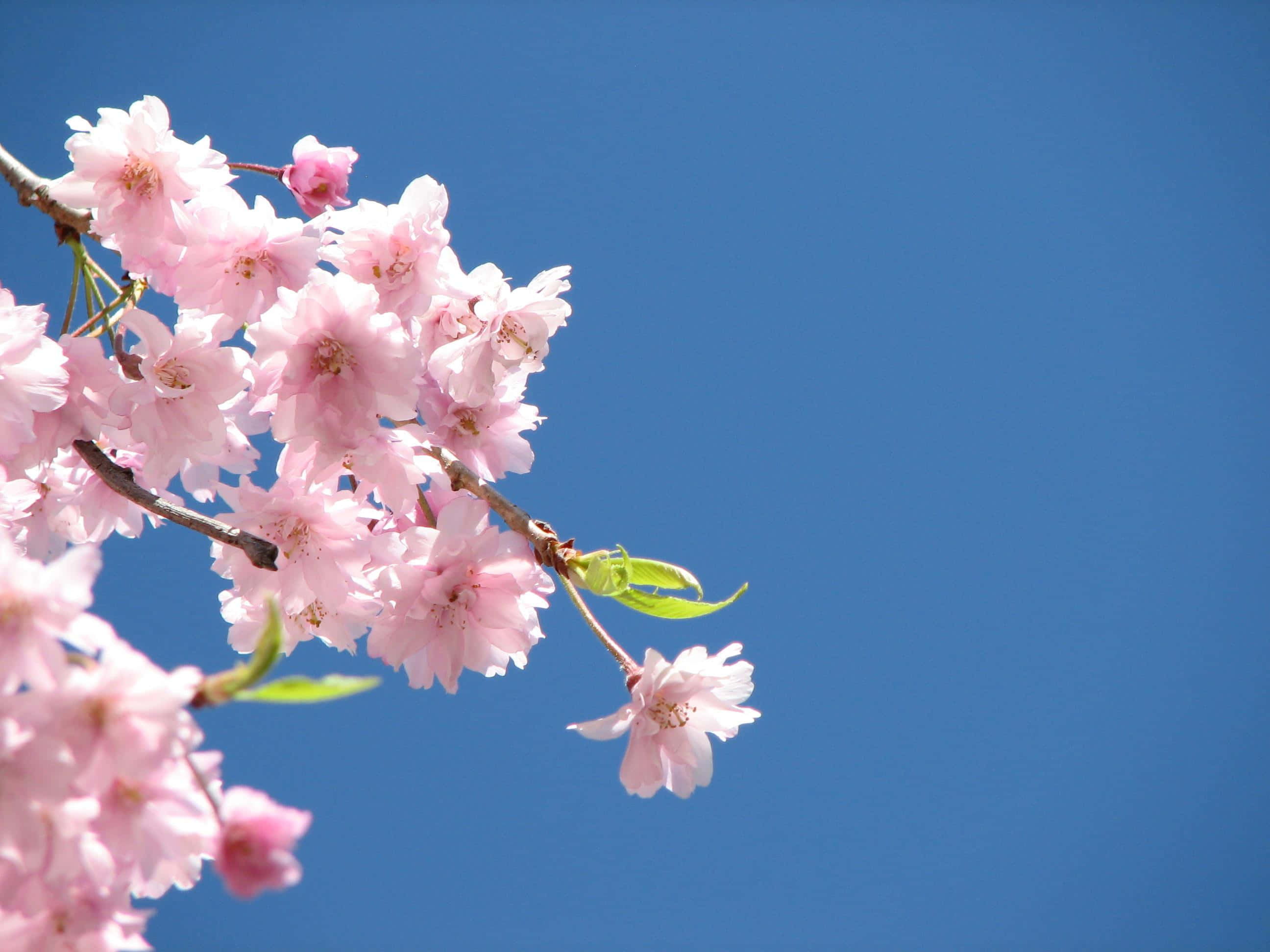 Gør din dag lysere med denne smukke lyserøde blomst Wallpapers