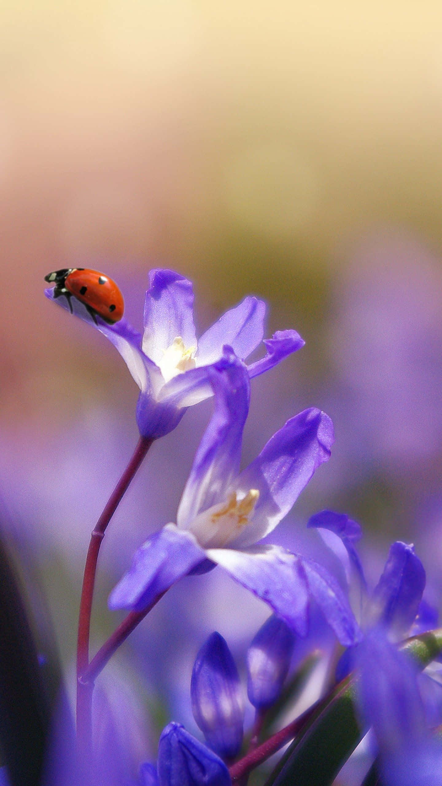 Gør din telefon lysere med en smuk blomstervæg. Wallpapers