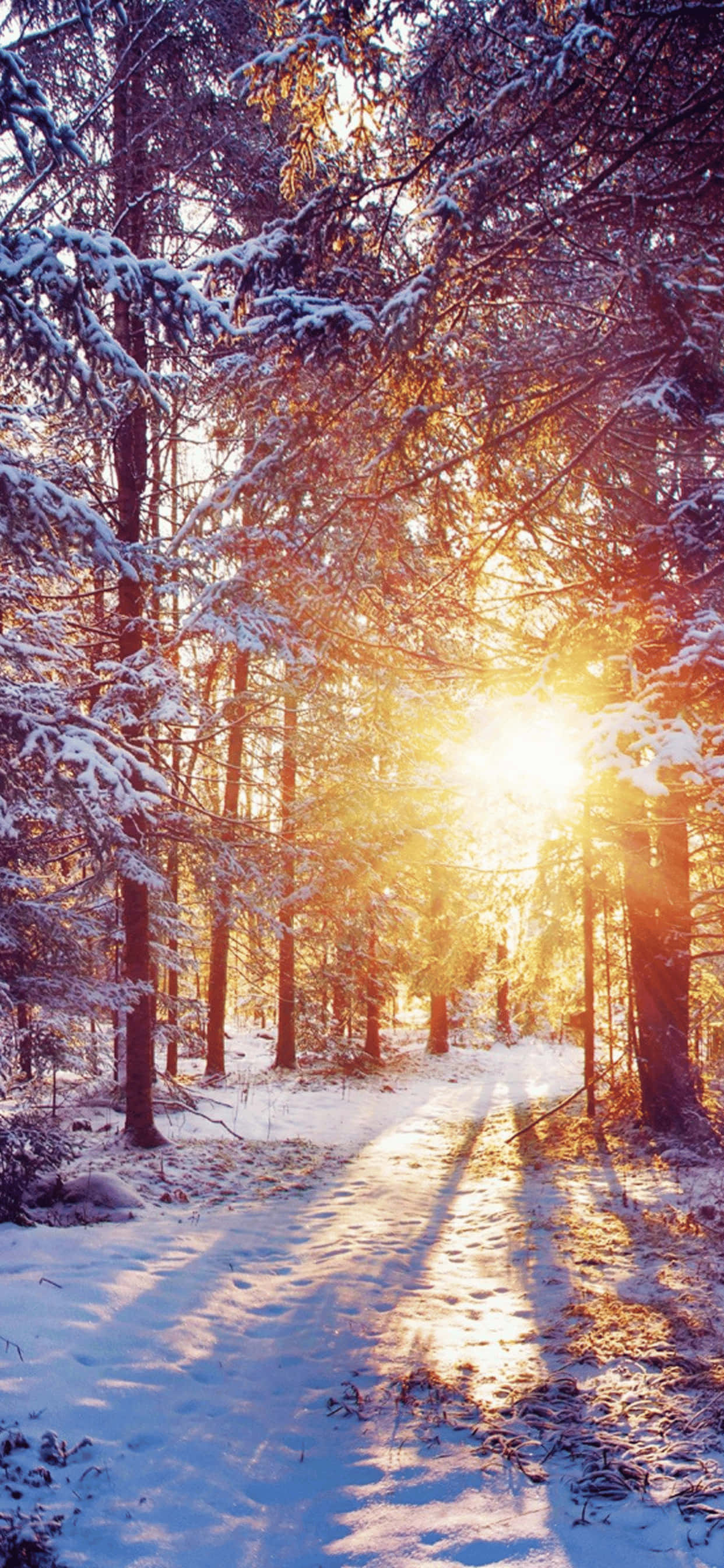 Golden Hour iPhone XS Max Vinter Baggrund Wallpapers