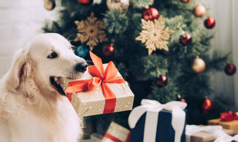 Golden Retriever Hund med Julegave Wallpapers