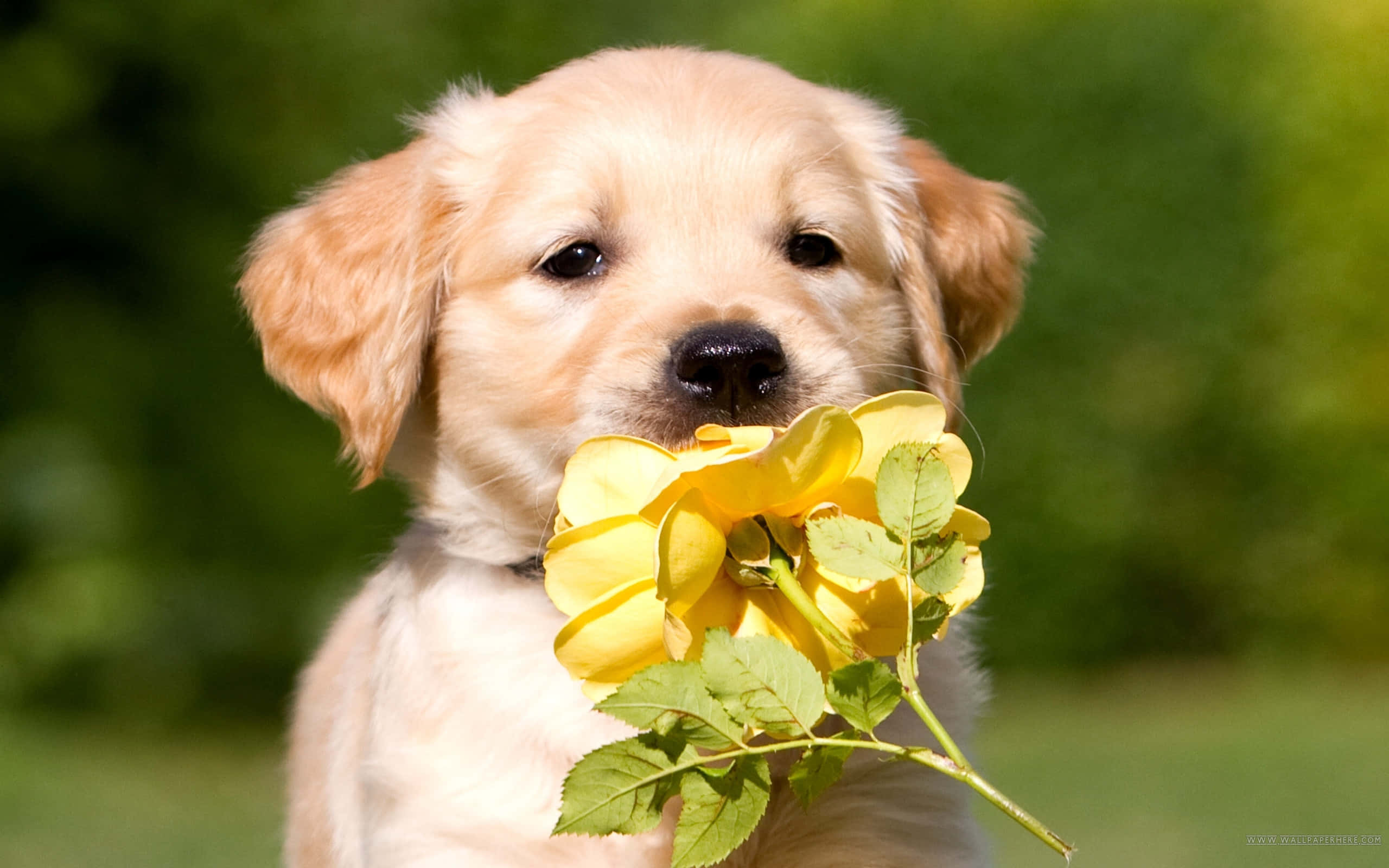 Golden Retriever Hvalp med Blomst Billede Wallpapers