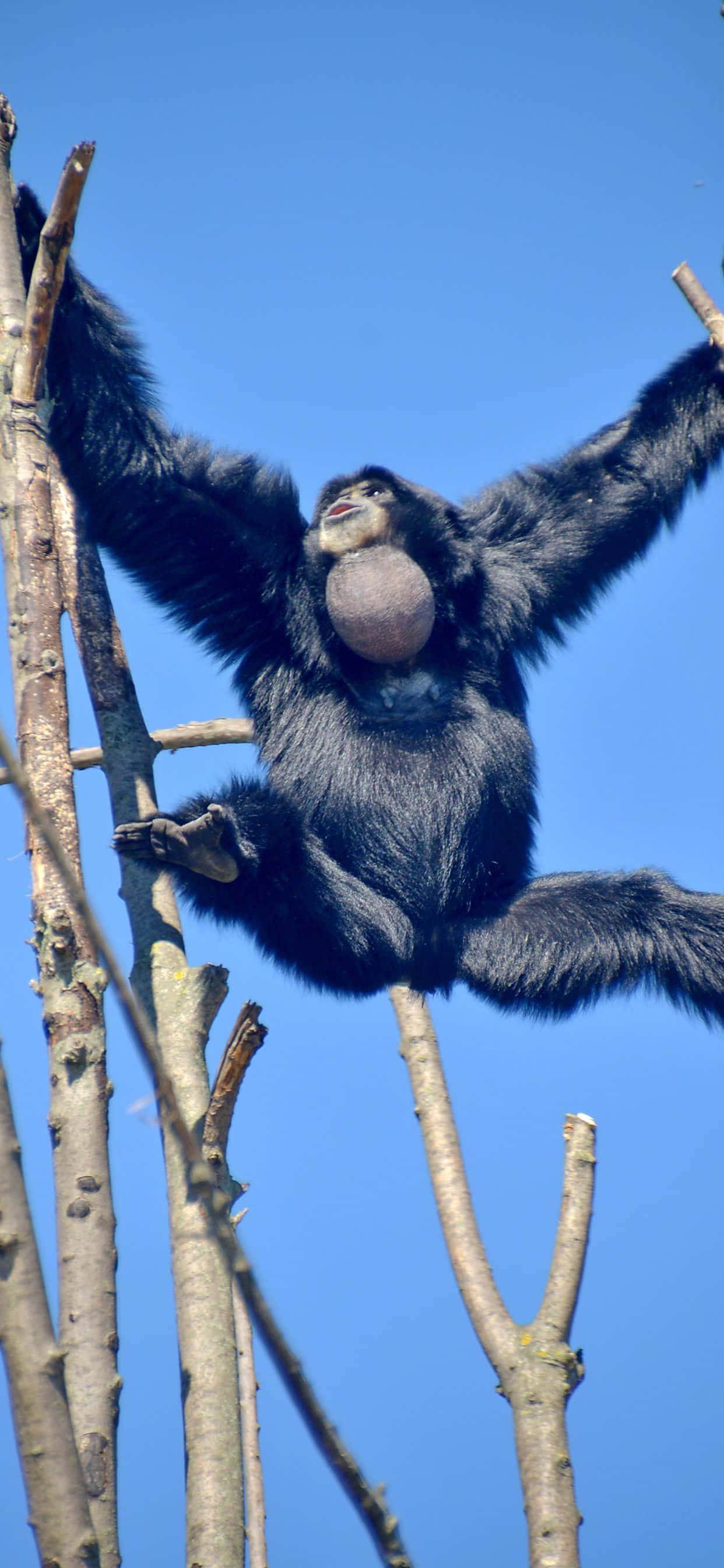 Gør dig klar til at låse op for nye muligheder med iPhone XS Max Gibbon Wallpapers