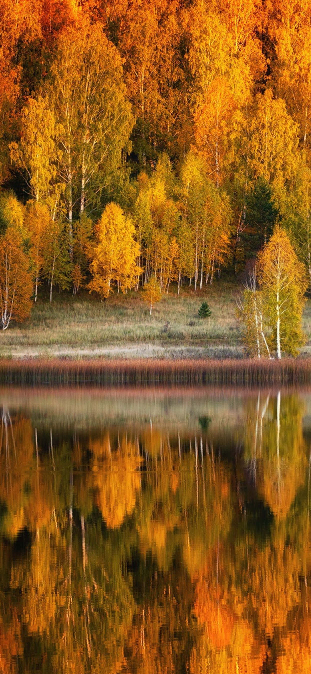 Gør dig klar til efteråret med Apple iPhone XS Max Wallpapers