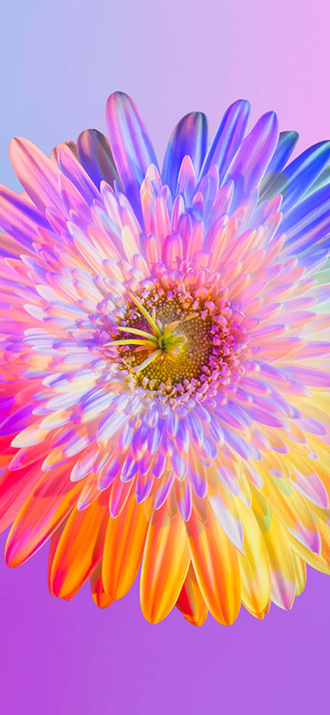 Gør din dag lysere med denne smukke Rainbow Flower iPhone wallpaper! Wallpapers