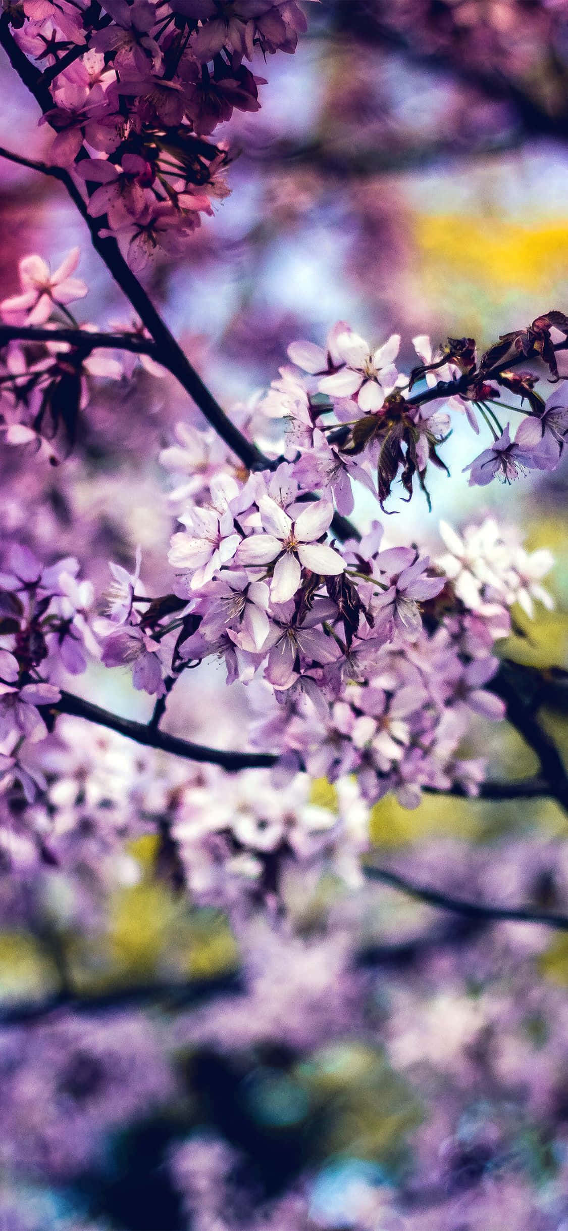 Gør din dag lysere med en regnbueblomst Wallpapers