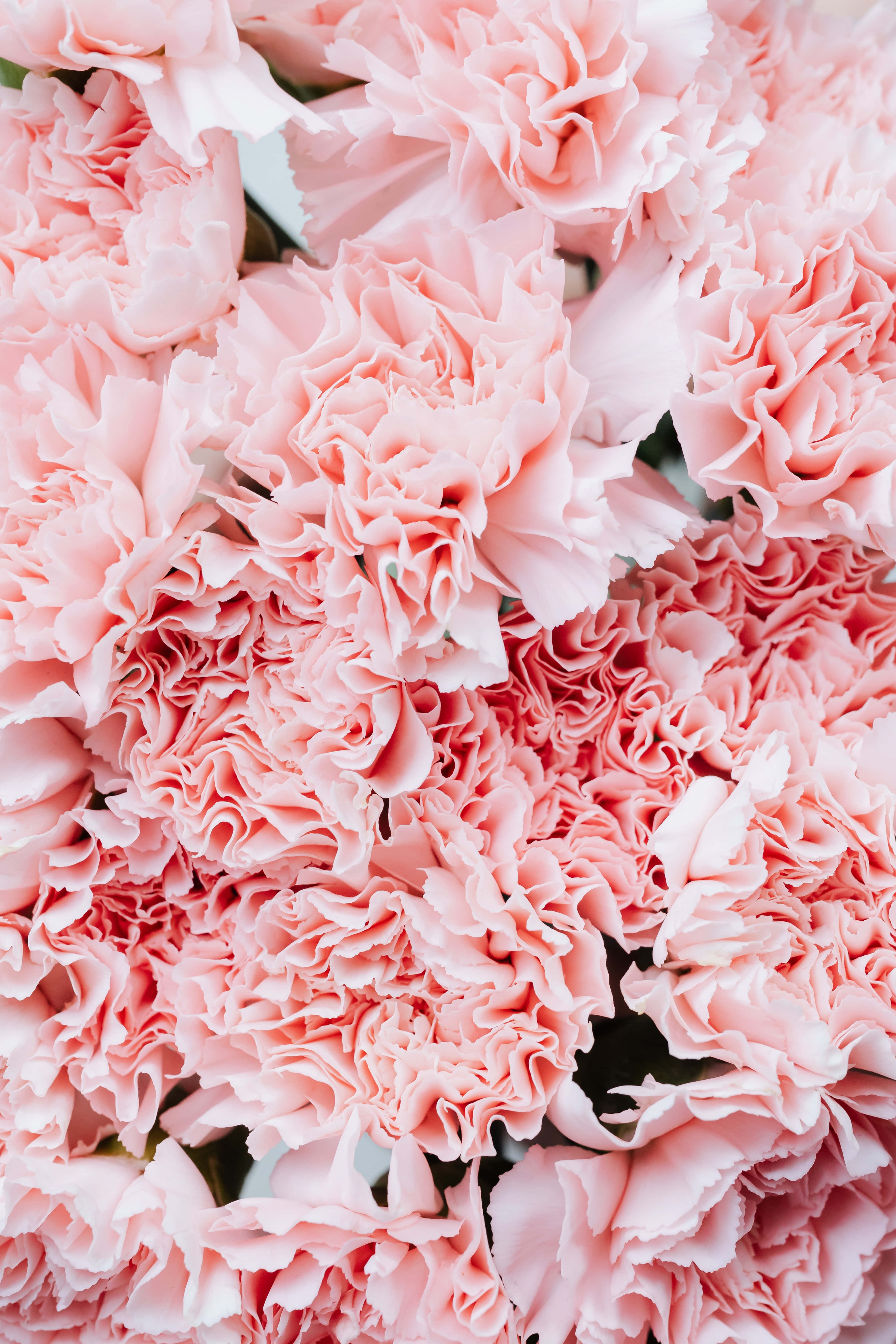 Gør din dag lysere med en smuk lyserød blomst Wallpapers