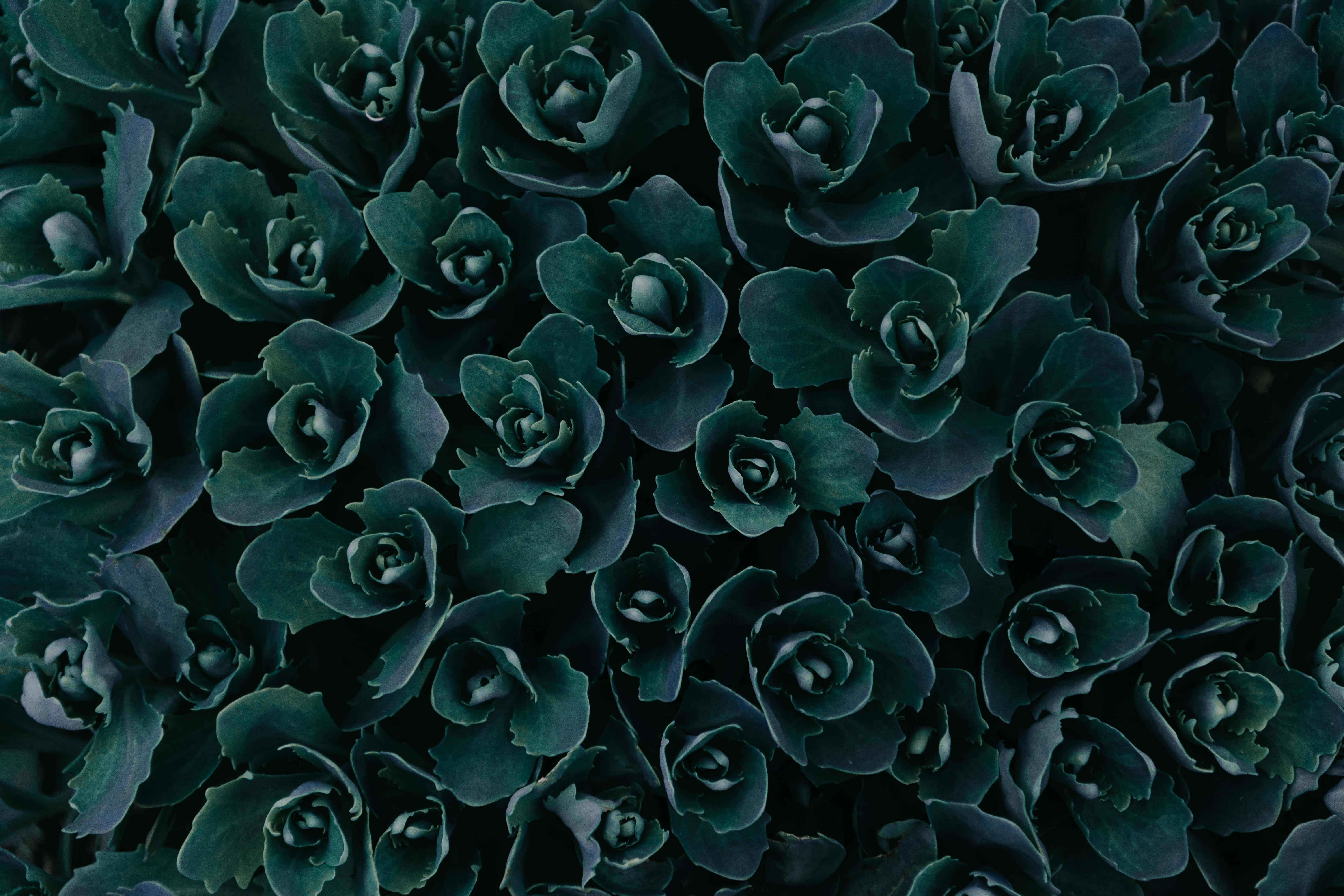 Gør din verden levende med en mørkegrøn æstetik. Wallpapers