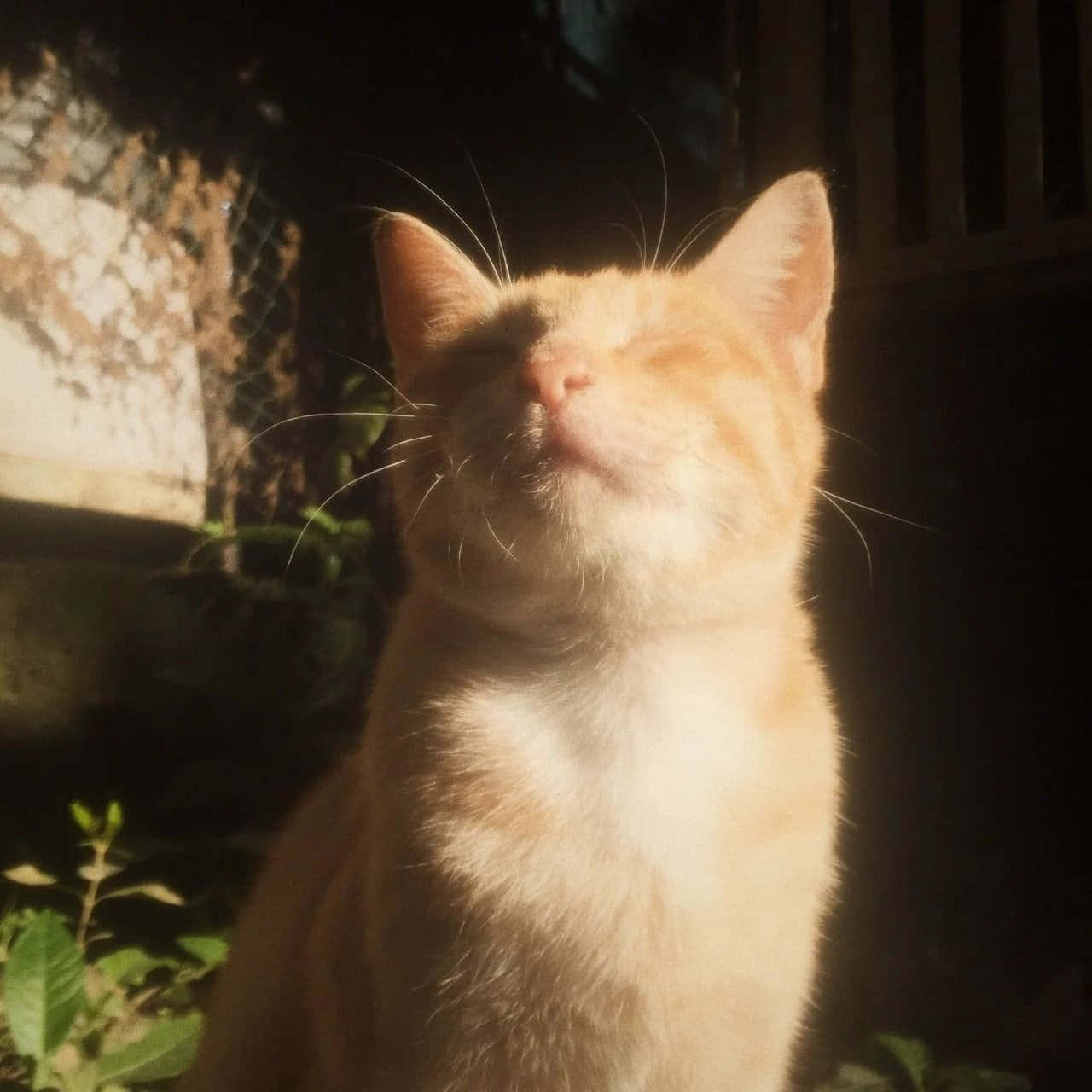 Gør verden mere stilfuld med Æstetisk Kat Wallpapers