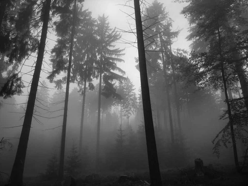 Grå æstetisk skrivebordsbaggrund med tåge og træer Wallpapers